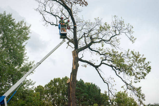 Professional Tree Service in Wadena, MN